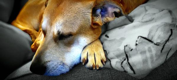 /Images/uploads/Warrick Parks Foundation/pippero-pup-park/entries/26602thumb.jpg